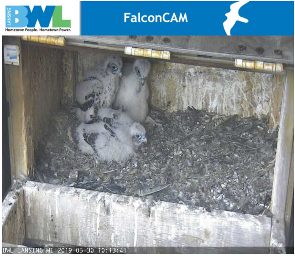 BWL To Band Baby Peregrine Falcon Chicks | Events | Lbwl.com